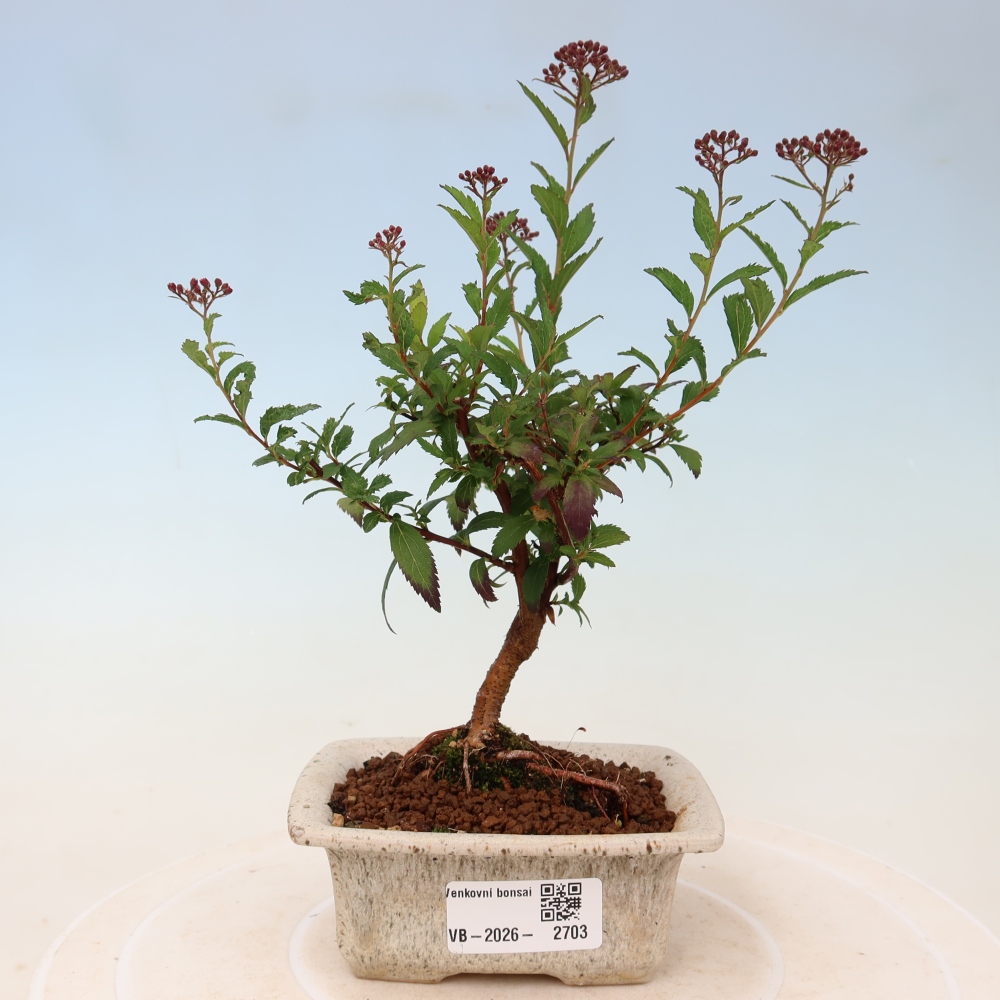 Bonsai voor buiten – Japanse spirea – Spirea japonica Anthony Waterer
