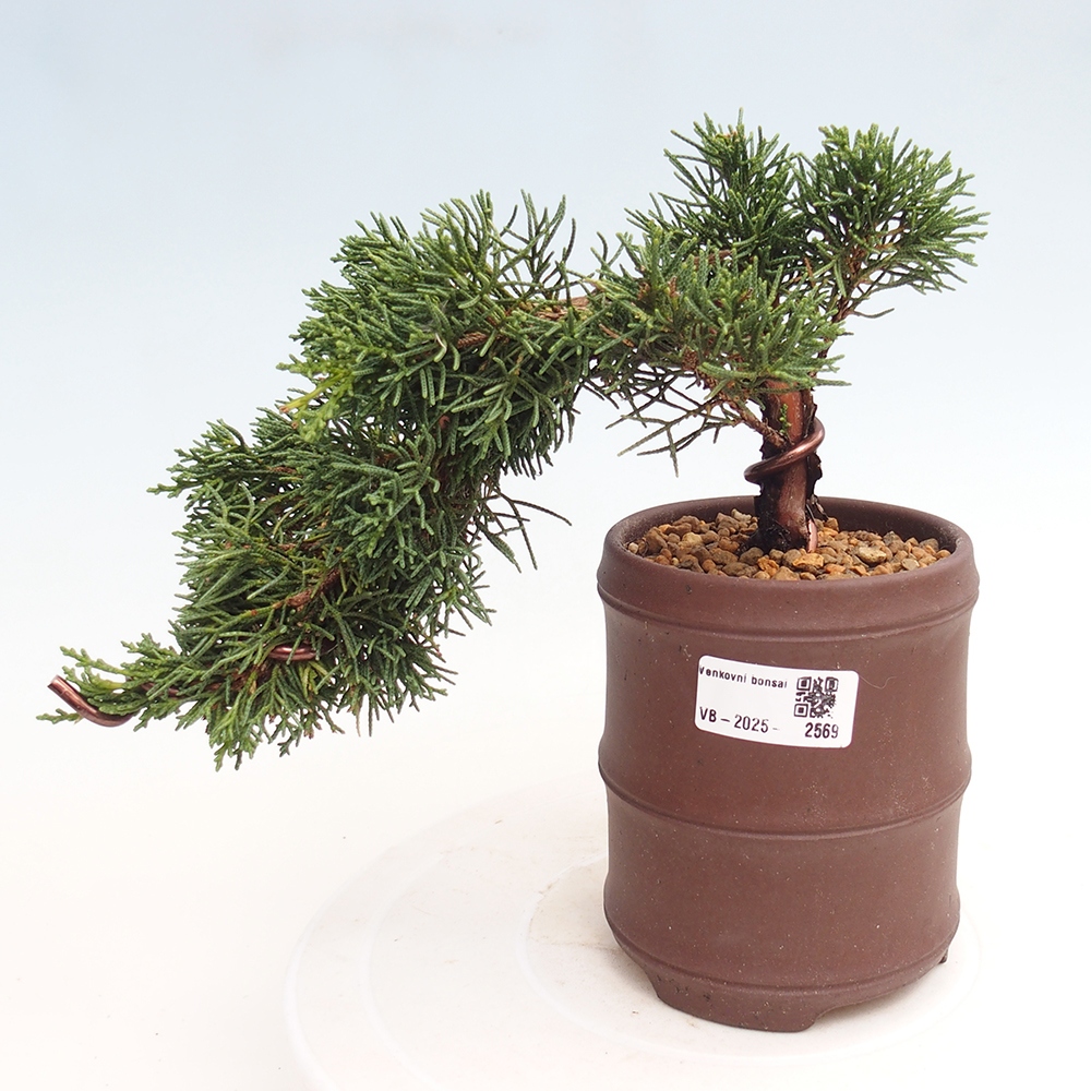 Bonsai voor buiten - Juniperus chinensis Kishu