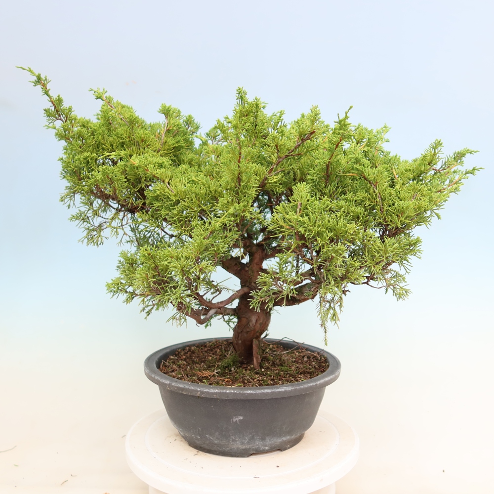 Bonsai voor buiten - Juniperus chinensis Itoigawa-Juniperus chinensis
