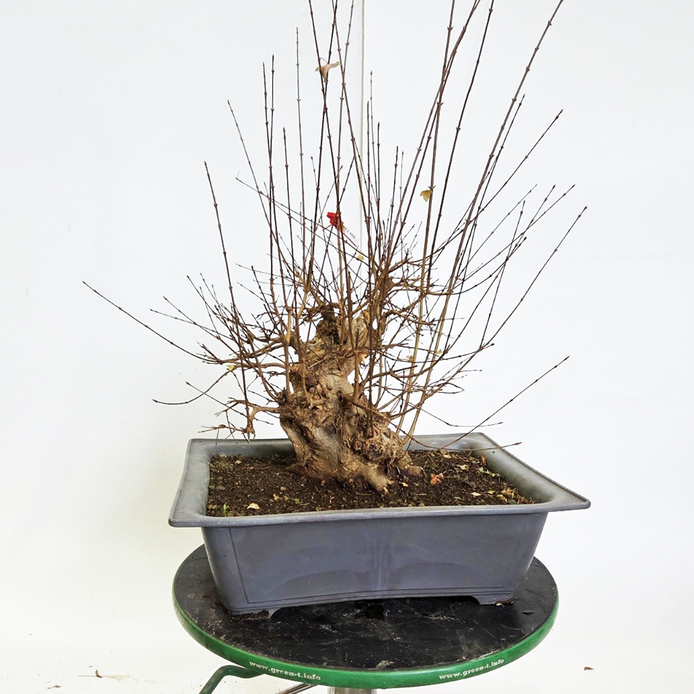 Bonsai esdoorn voor buiten - Acer Burgeriana