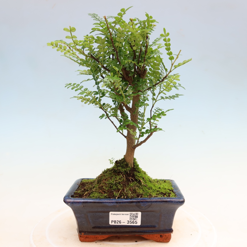 Kamerbonsai - Zantoxylum piperitum - peperboom