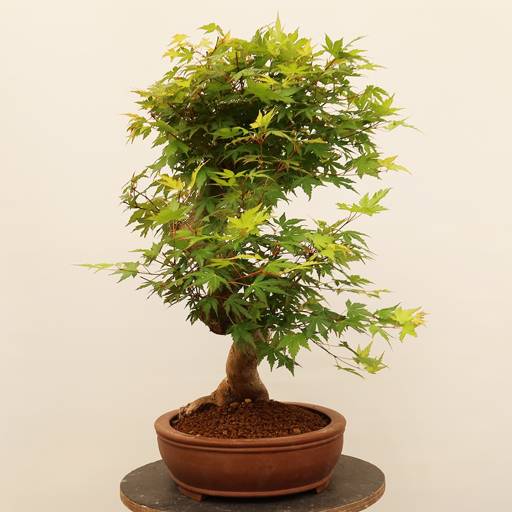 Bonsai voor buiten - Esdoorn palmatum - Palmen