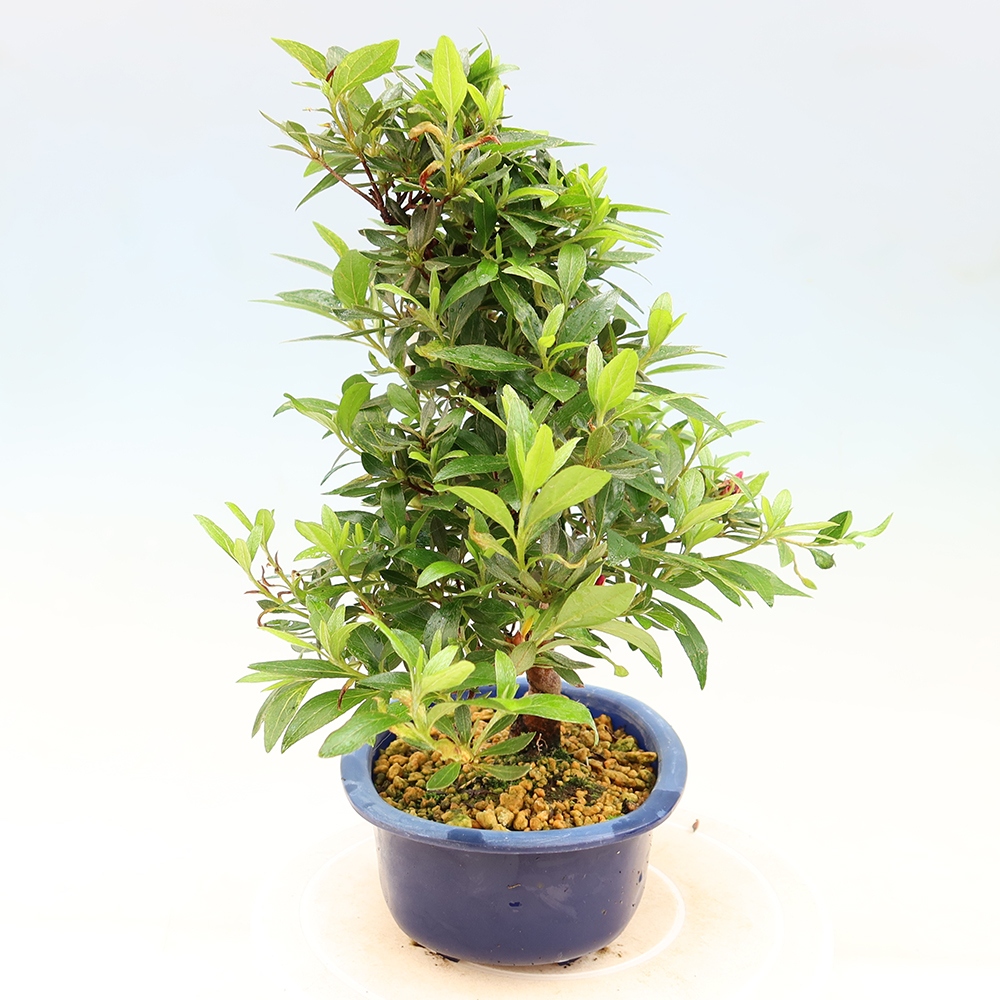 Bonsai voor buiten - Japanse Azalea - Azalea Yoko