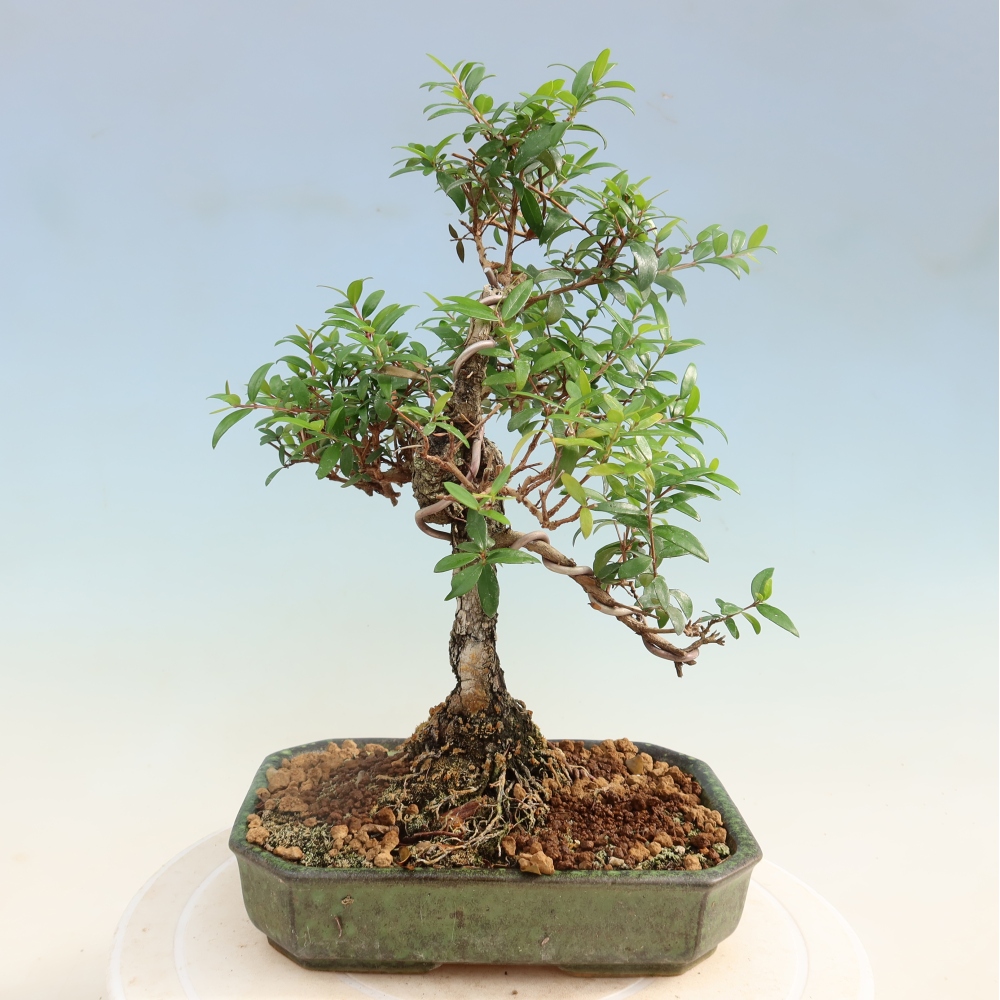 Kamerbonsai - Myrtus communis - Mirte