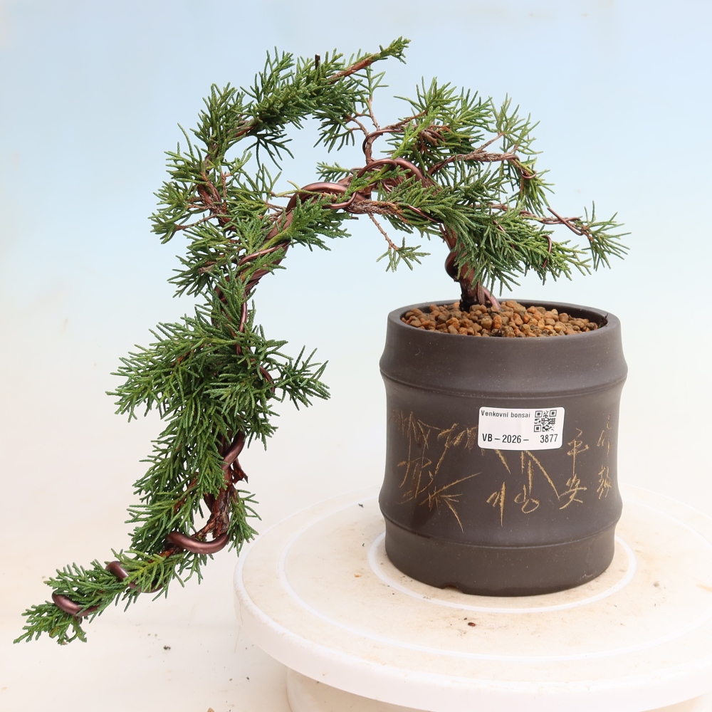 Bonsai voor buiten - Juniperus chinensis Kishu