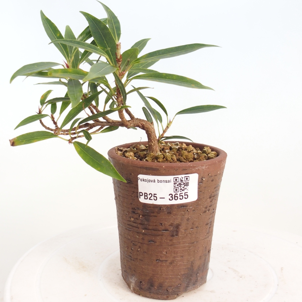 Kamerbonsai - Ficus nerifolia - kleinbladige ficus