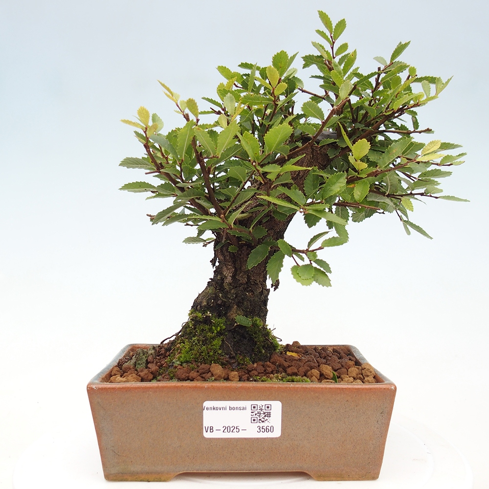 Bonsai voor buiten - Zelkova - Zelkova NIRE
