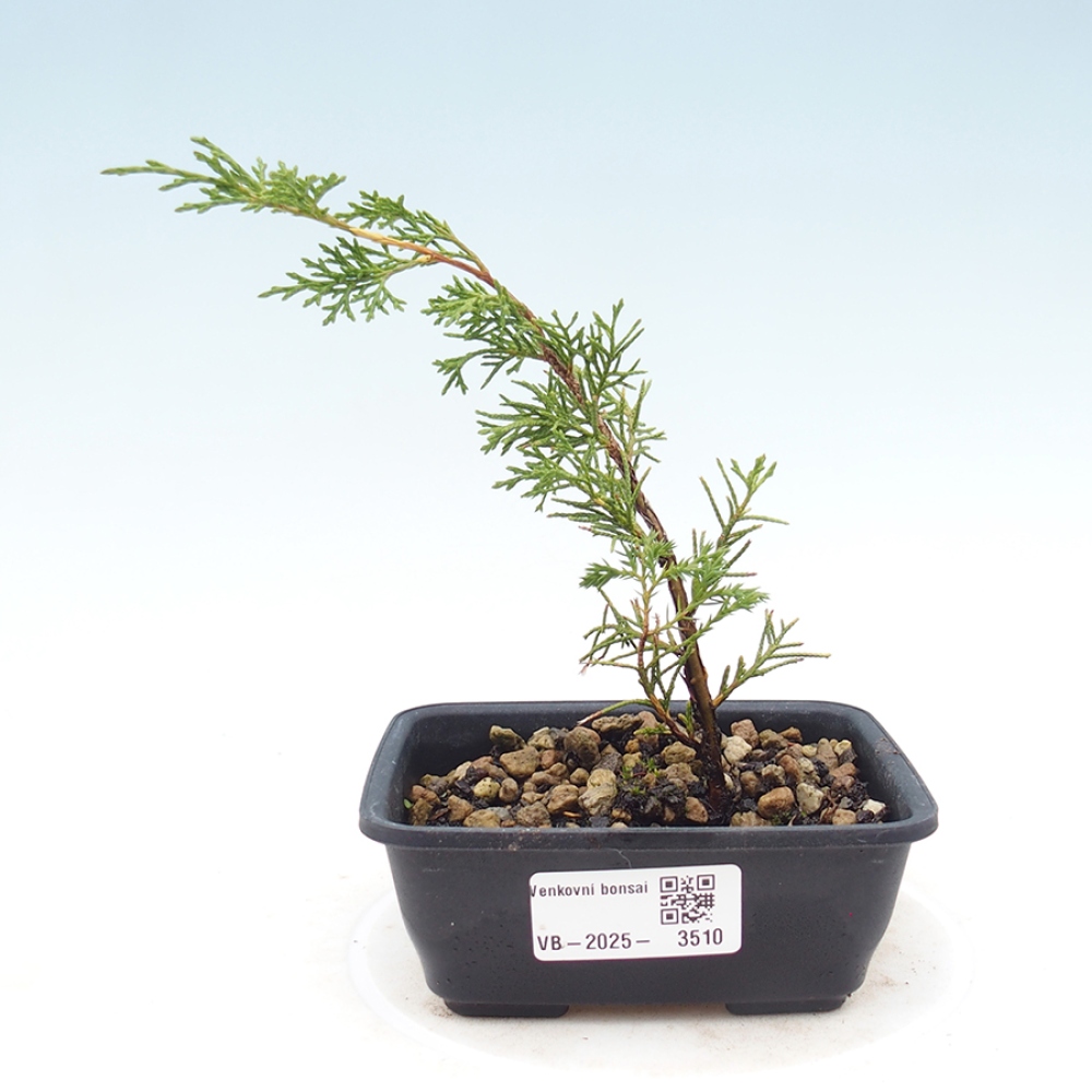 Bonsai voor buiten - Juniperus chinensis Itoigawa