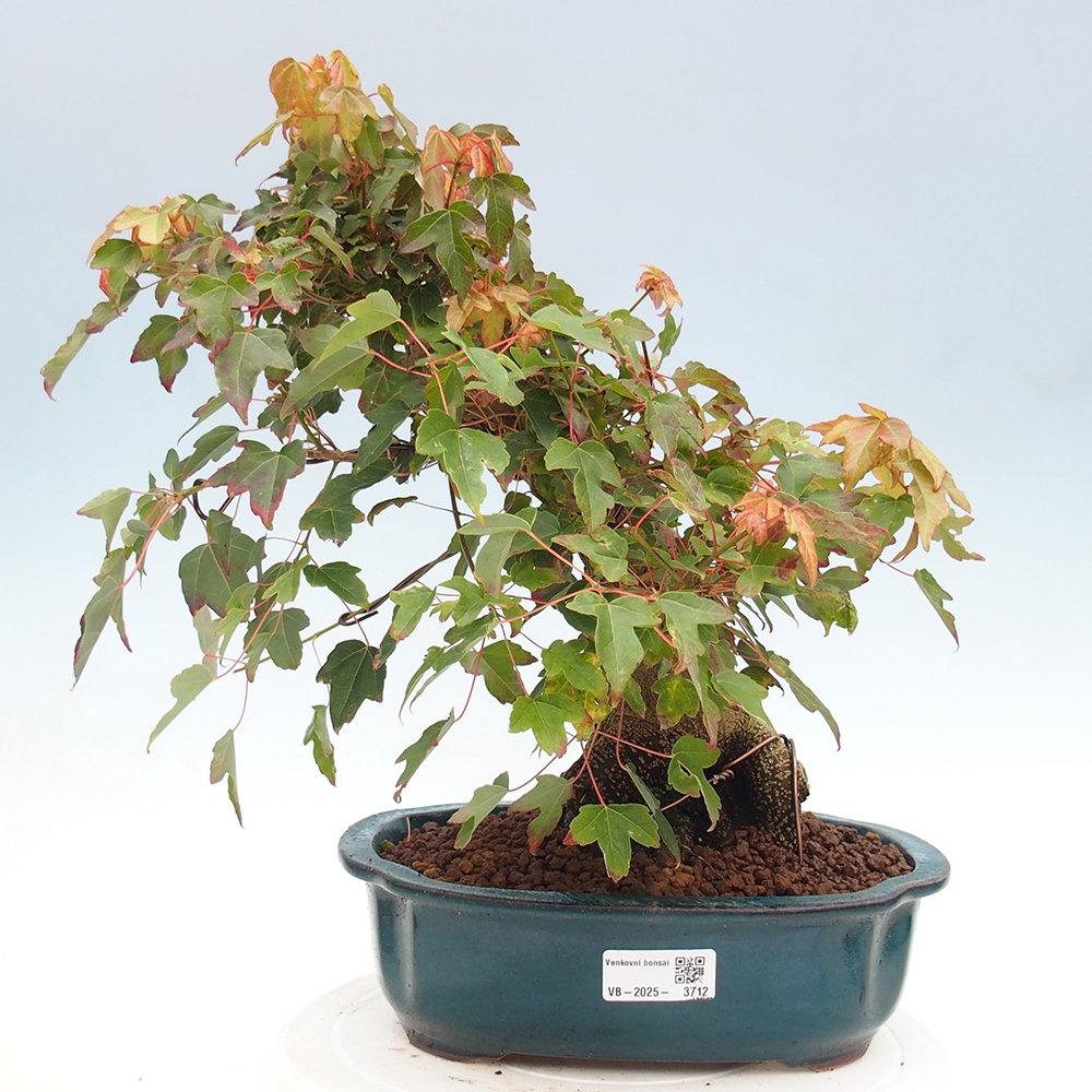 Bonsai voor buiten - Acer Buergerianum - Burgeresdoorn
