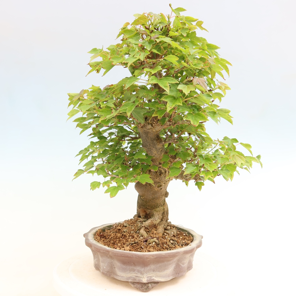 Bonsai voor buiten - Esdoorn Burger - Acer Burgerianum