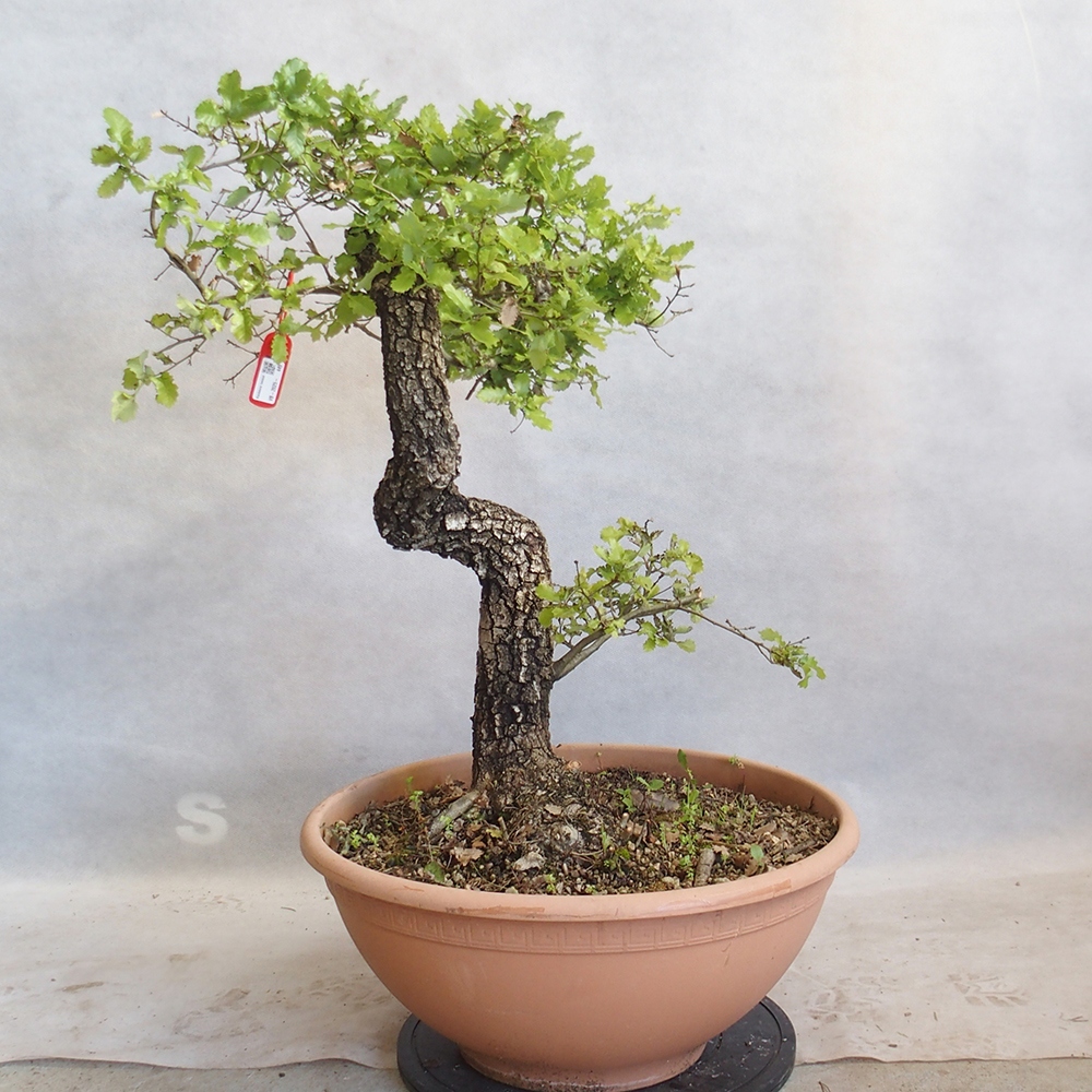 Buiten bonsai Quercus Cerris - Eik Cer