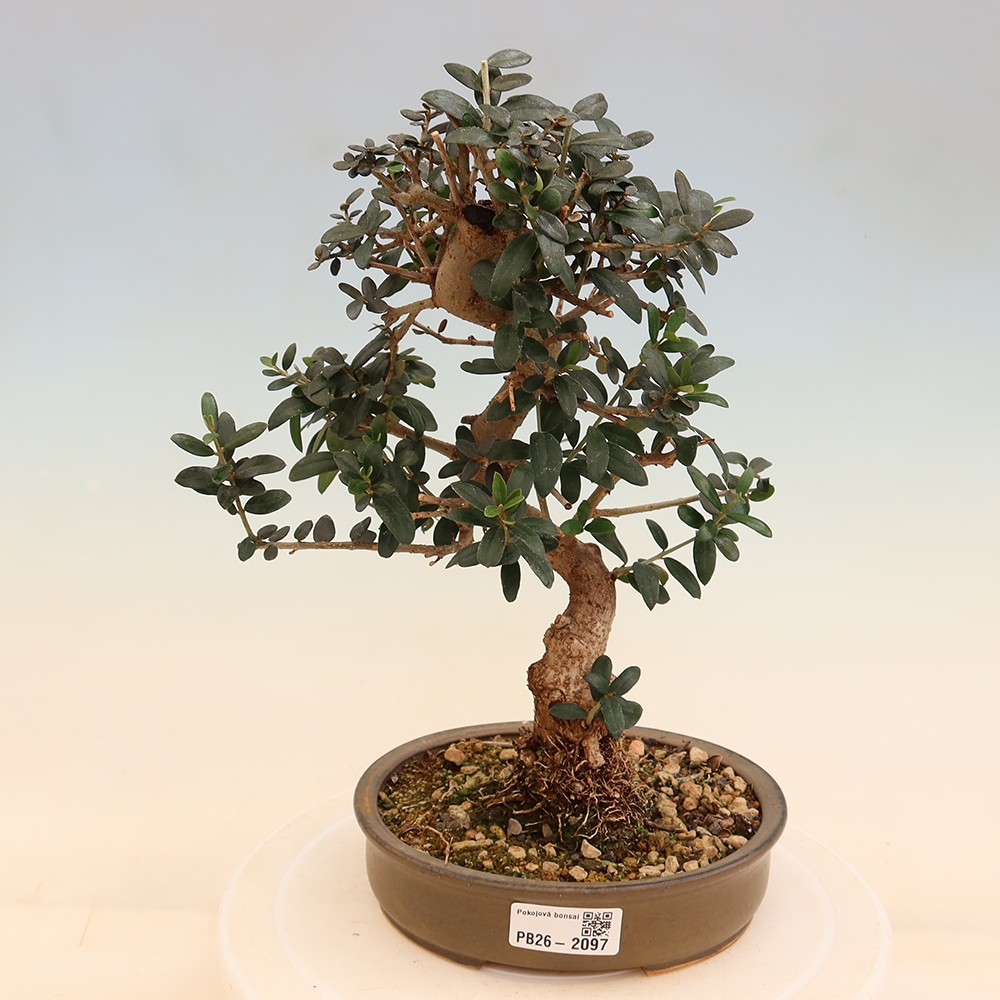 Bonsai voor binnen - Olea europaea sylvestris