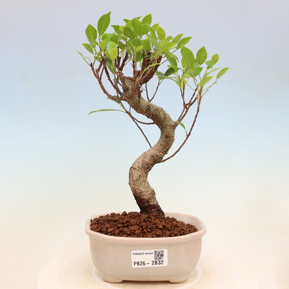 Kamerbonsai - Ficus kimmen - kleinbladige ficus