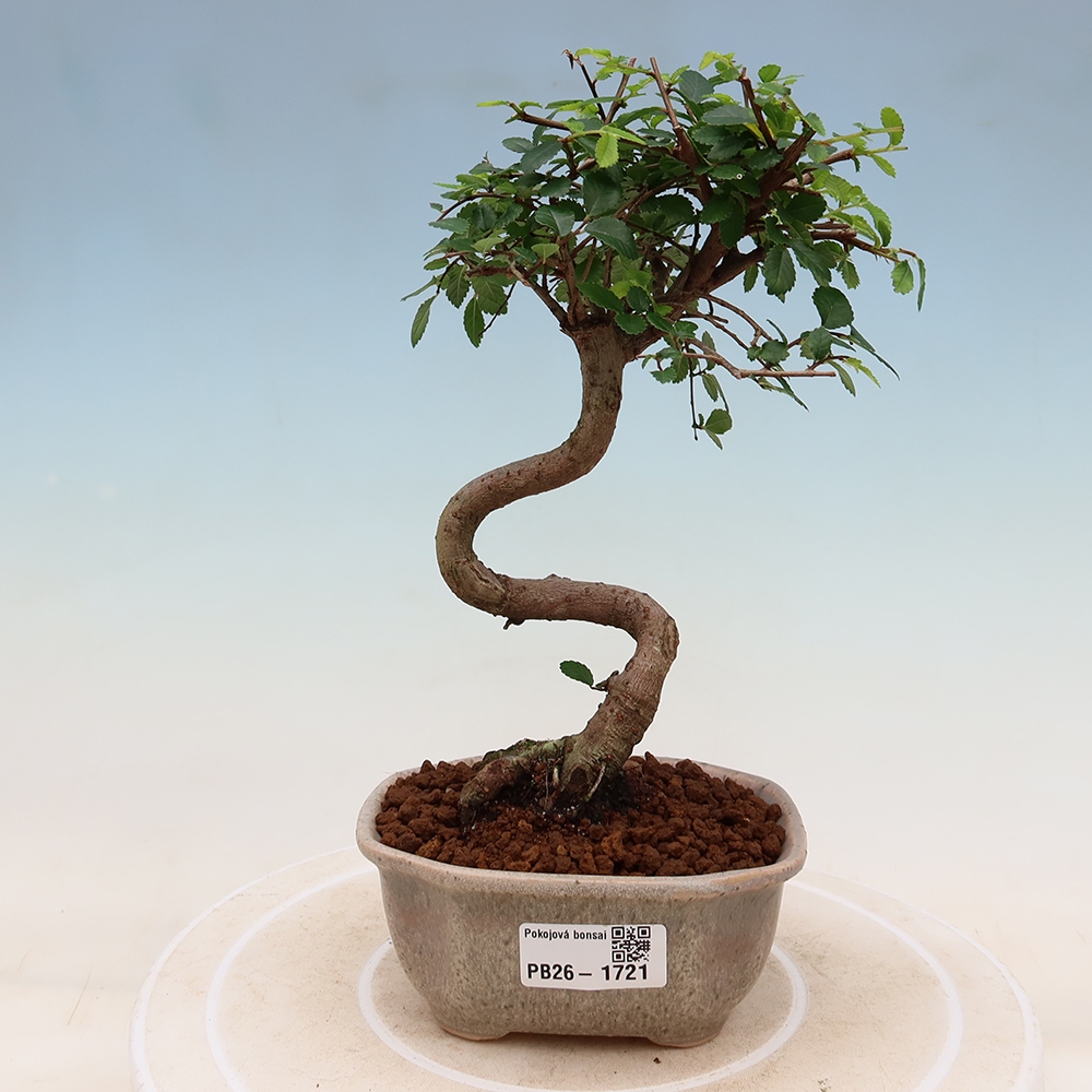 Kamerbonsai - Ulmus parvifolia - Winteriep