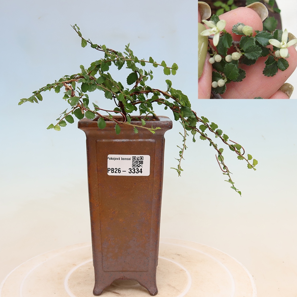 Kamerbonsai - Grewia sp. - Grewia malafolia