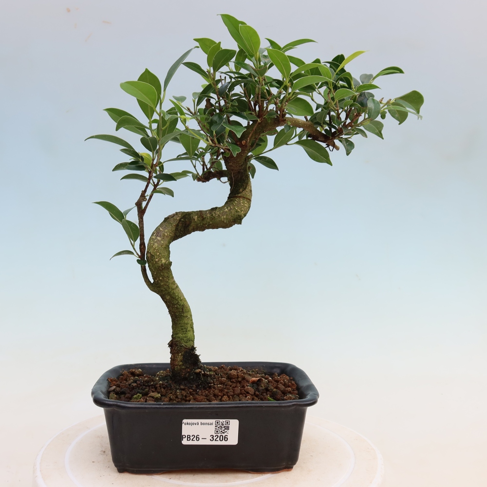 Kamerbonsai - Ficus kimmen - kleinbladige ficus