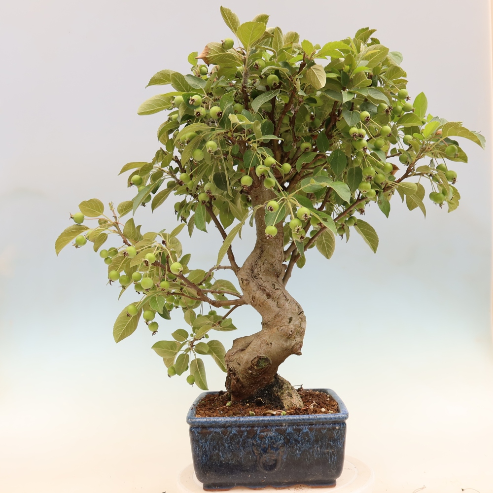 Bonsai voor buiten -Malus halliana - Appelboom met kleine vruchten