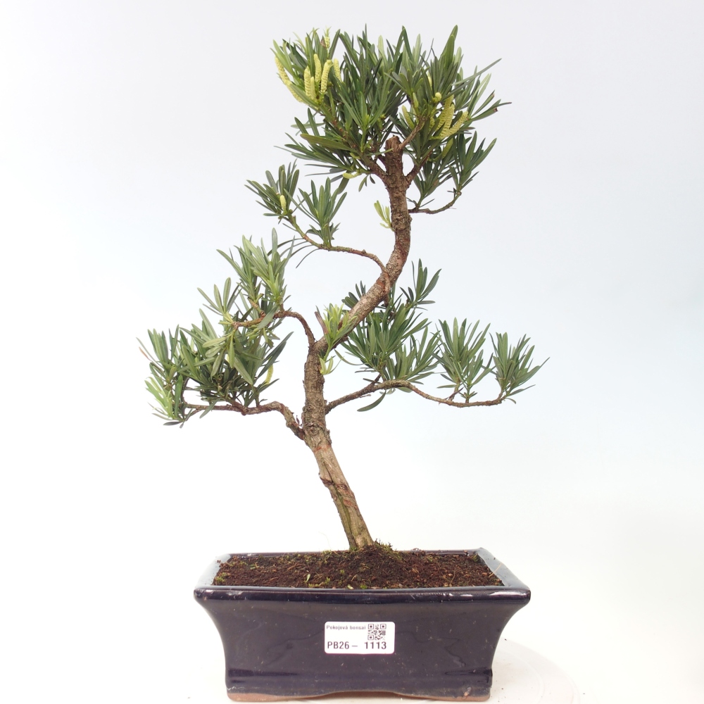 Kamerbonsai - Podocarpus - Taxus