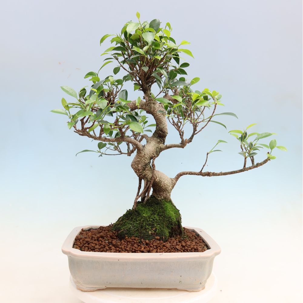 Kamerbonsai - Ficus kimmen - kleinbladige ficus
