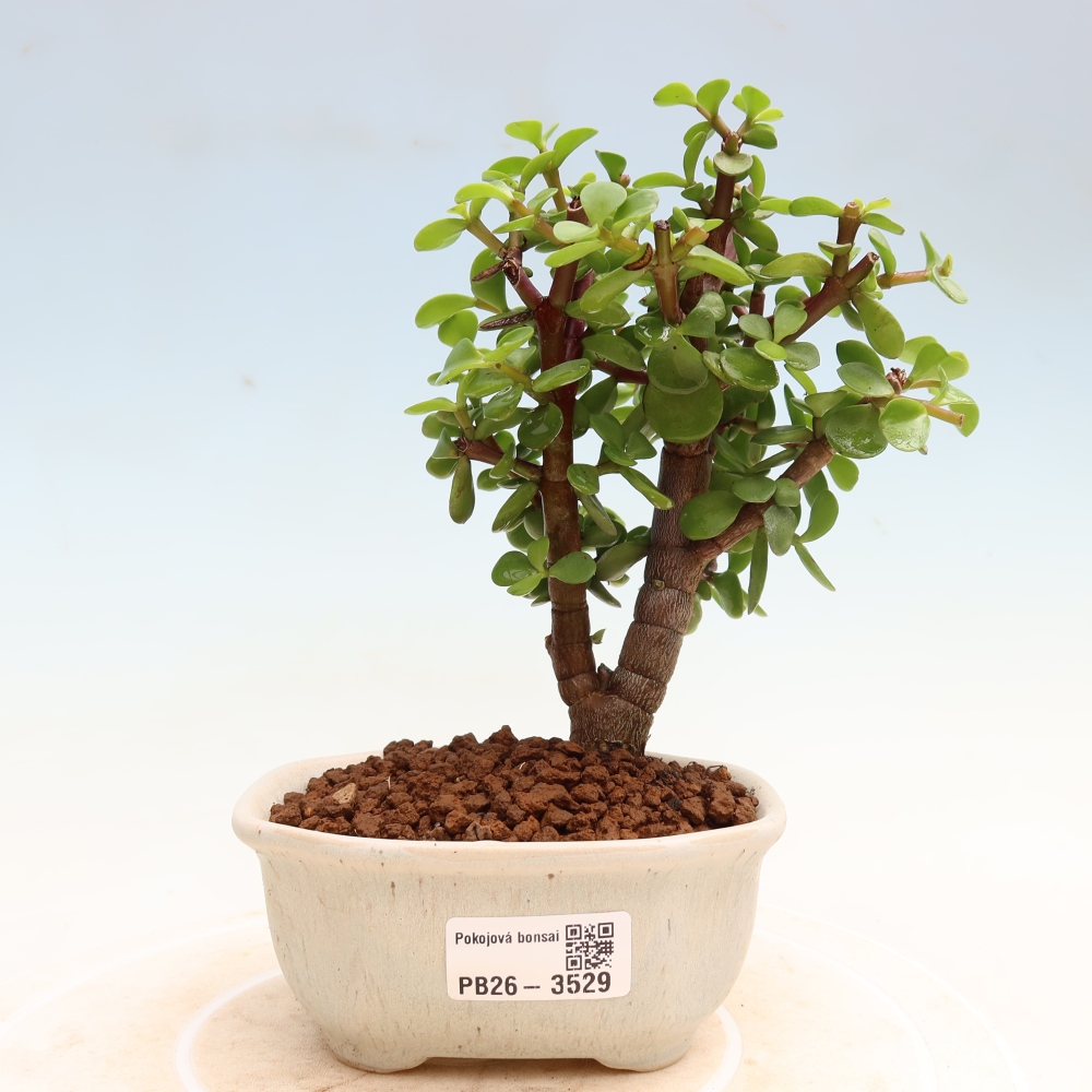Kamerbonsai - Portulakaria Afra - Tlustice