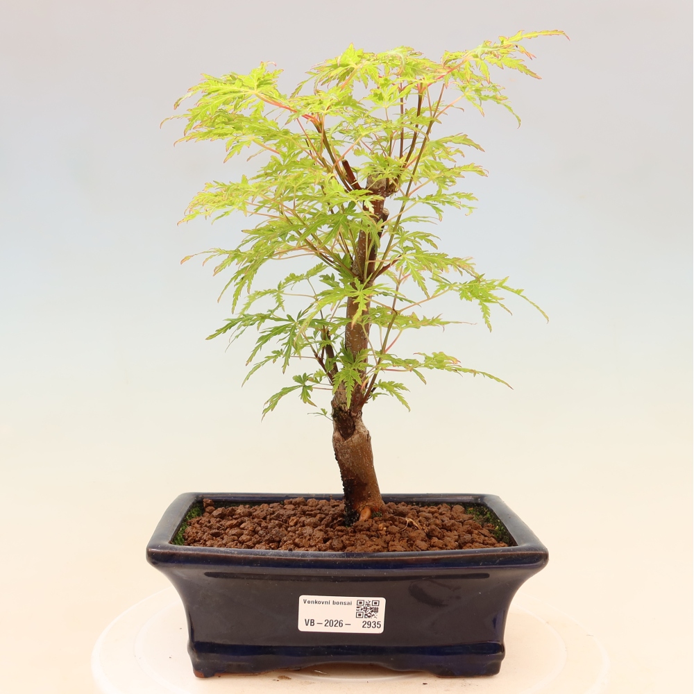 Bonsai voor buiten - Acer palmatum Dissectum