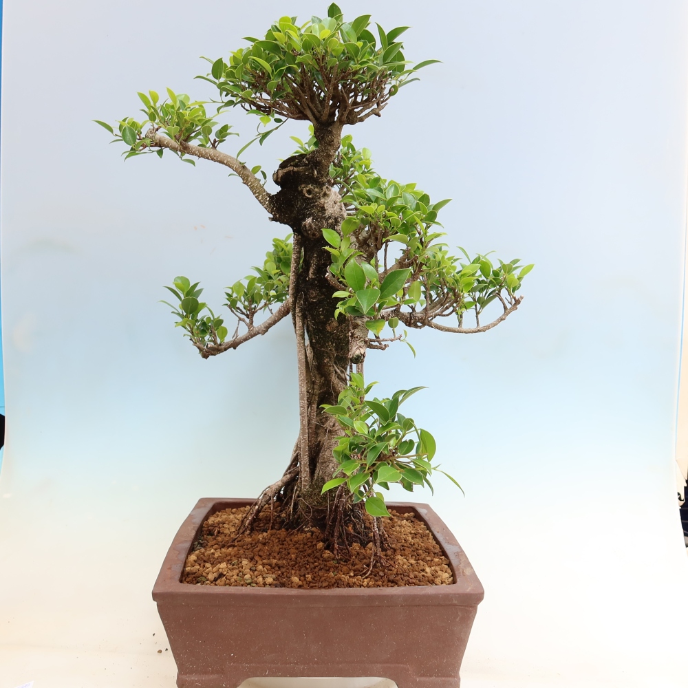 Kamerbonsai - Ficus kimmen - kleinbladige ficus
