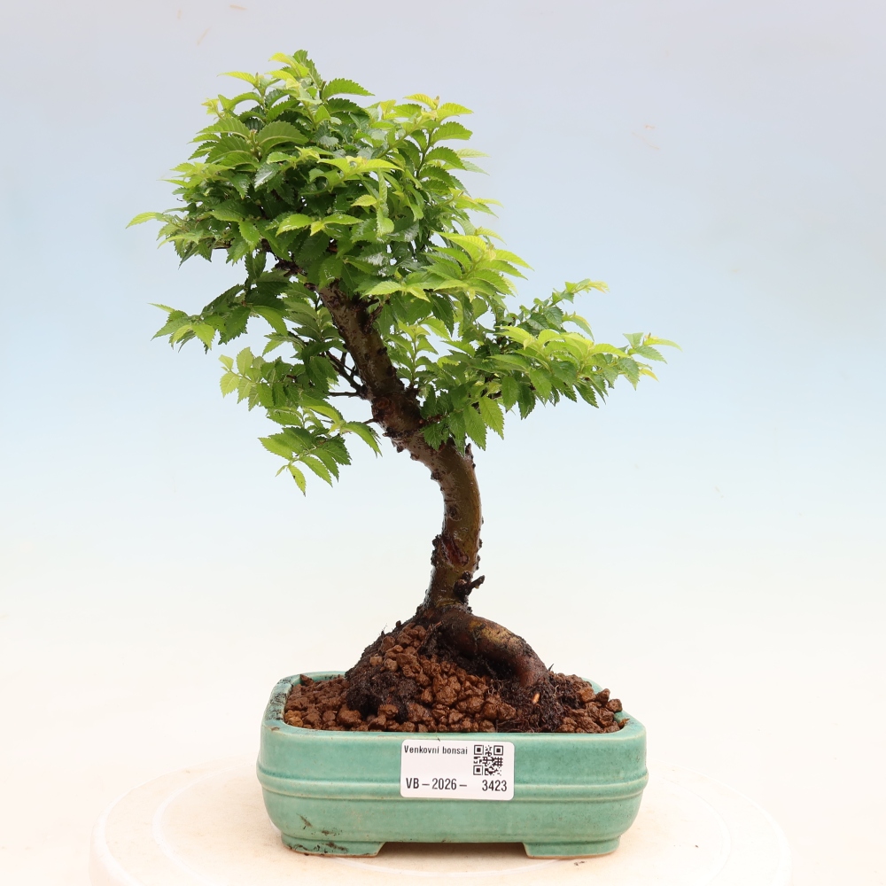 Buitenbonsai - Ulmus Jacqueline Hillier - Prachtige iep