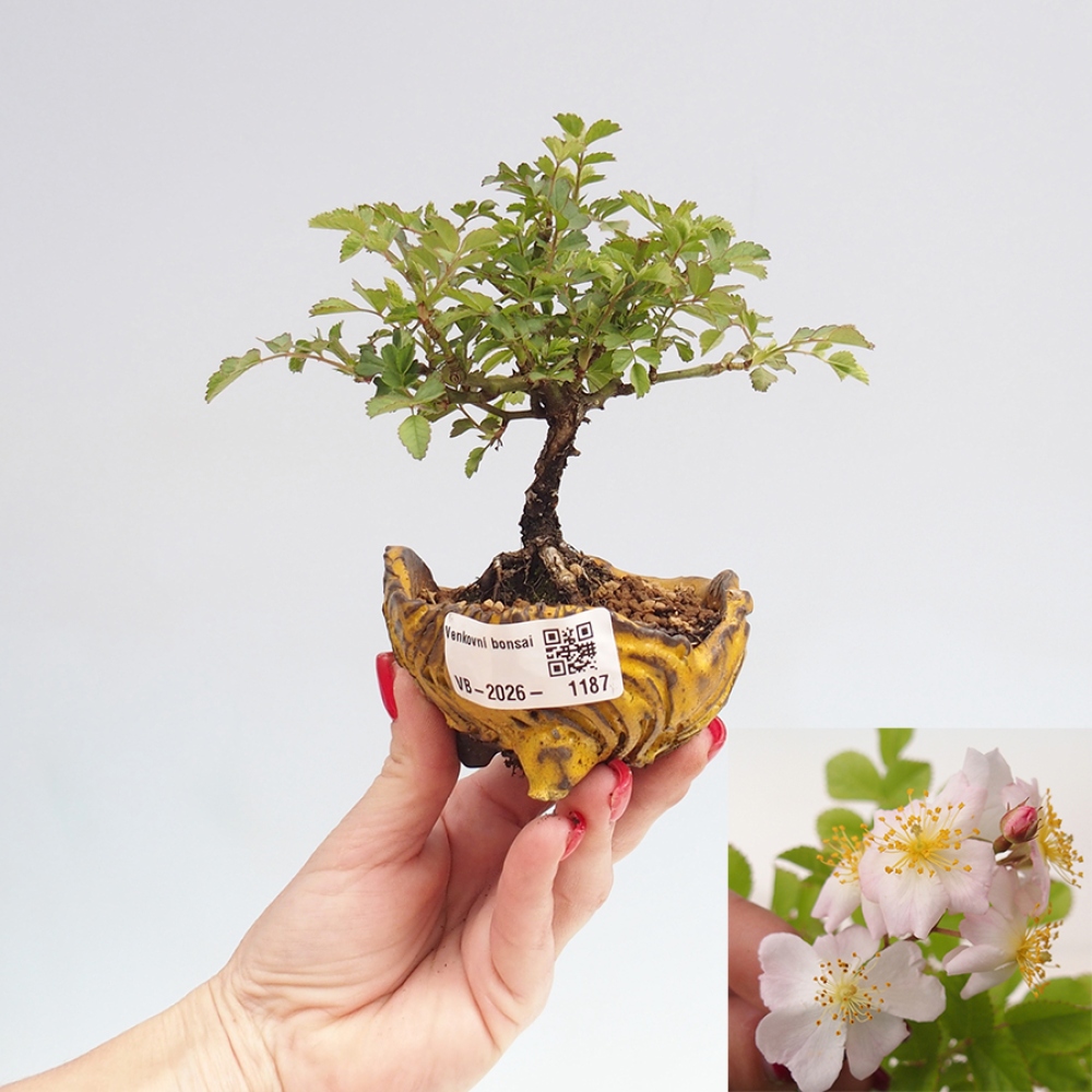 Bonsai voor buiten - Rosa sp. - kleinbloemige roos