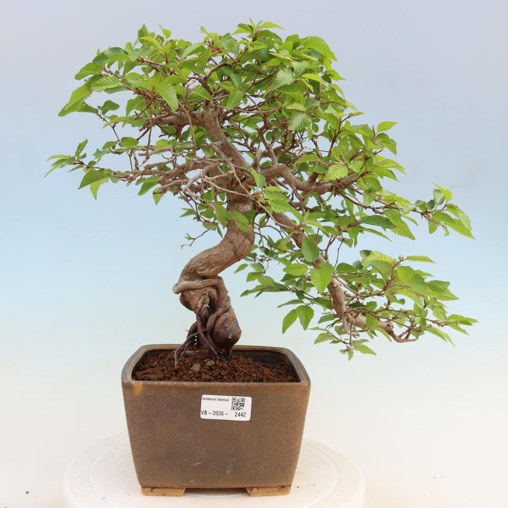 Bonsai voor buiten -Carpinus Coreana - Koreaanse haagbeuk