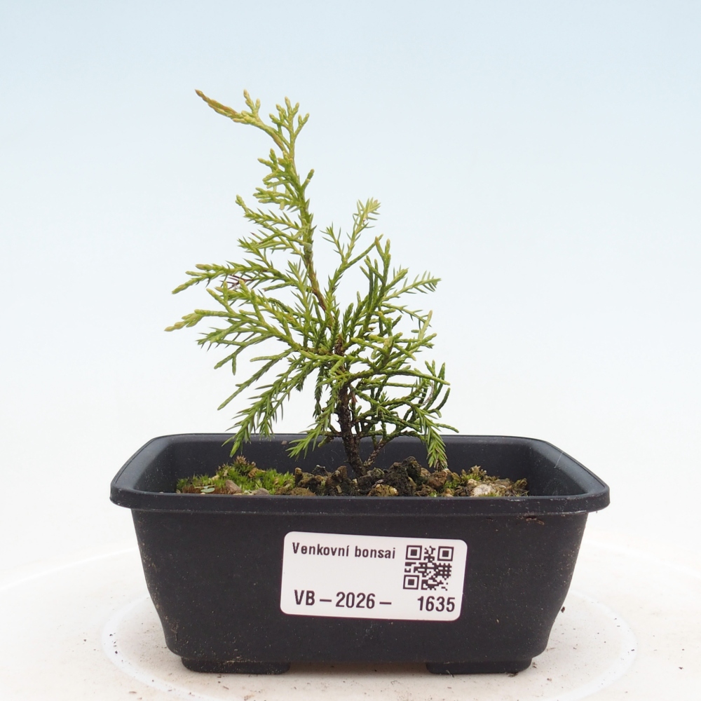 Bonsai voor buiten - Juniperus chinensis Itoigawa