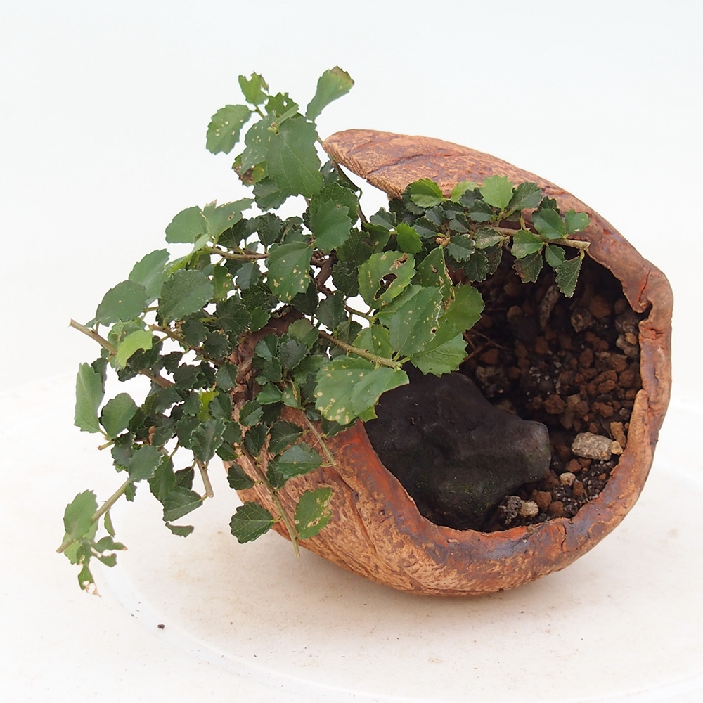 Kamerbonsai - Grewia sp. - Grewia malafolia