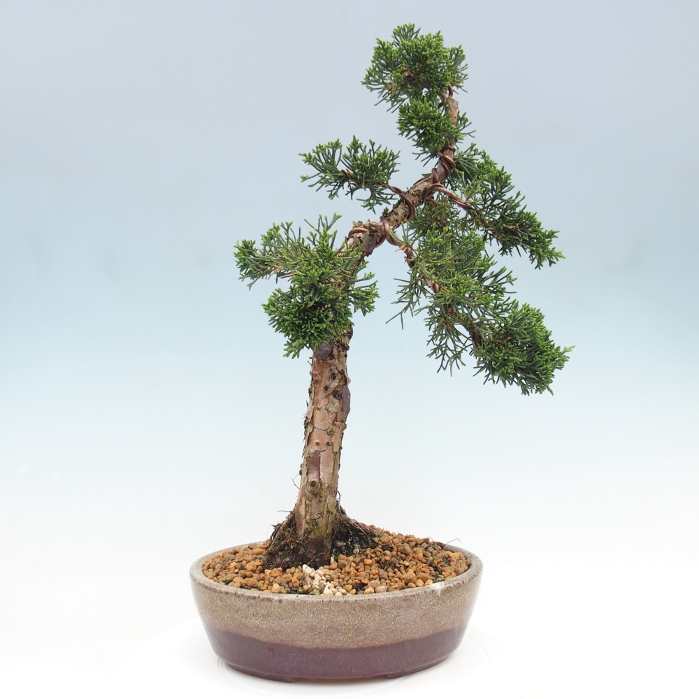 Bonsai voor buiten - Juniperus chinensis Kishu