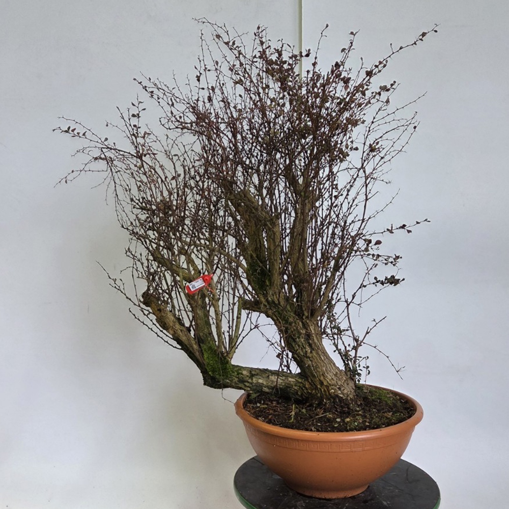 Bonsai voor buiten - Barberry - Berberis thunbergii atropurpurea