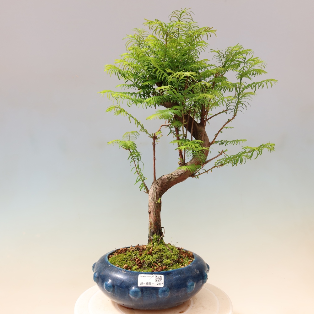 Bonsai voor buiten - Metasequoia glyptostroboides - Chinese Metasequoia