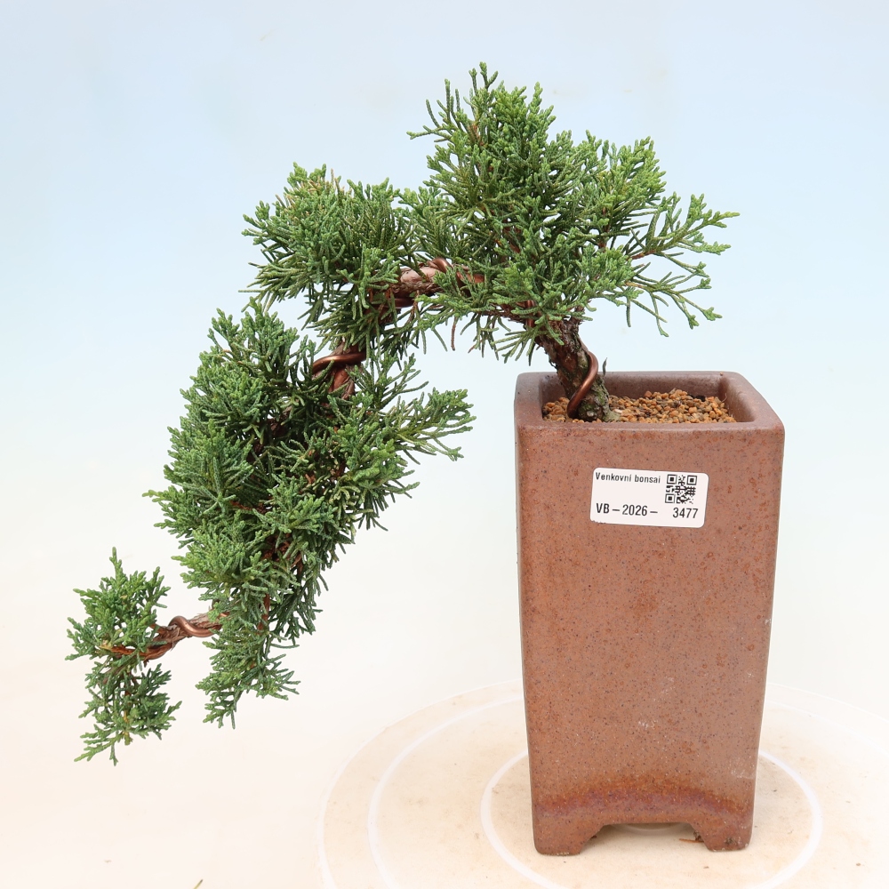 Bonsai voor buiten - Juniperus chinensis Kishu