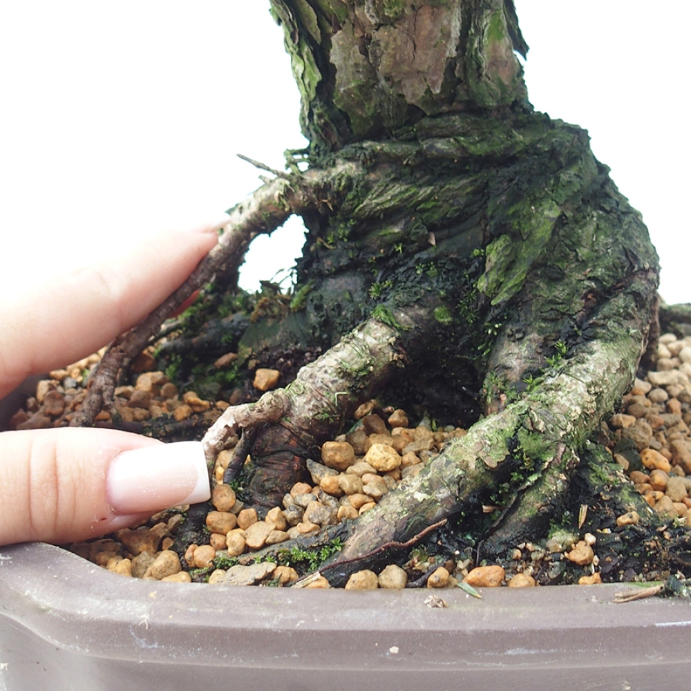 Bonsai voor buiten - Pinus thunbergii Kotobuki - Thunberg den