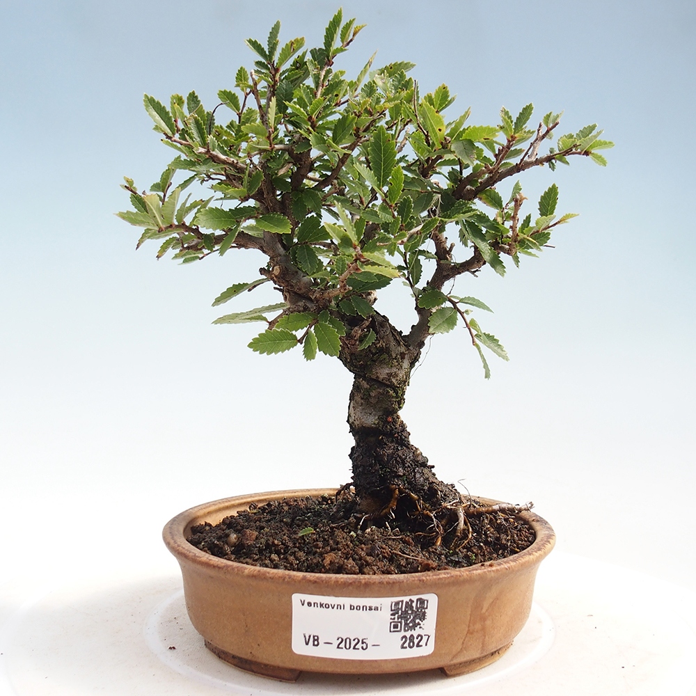 Bonsai voor buiten - Zelkova - Zelkova NIRE