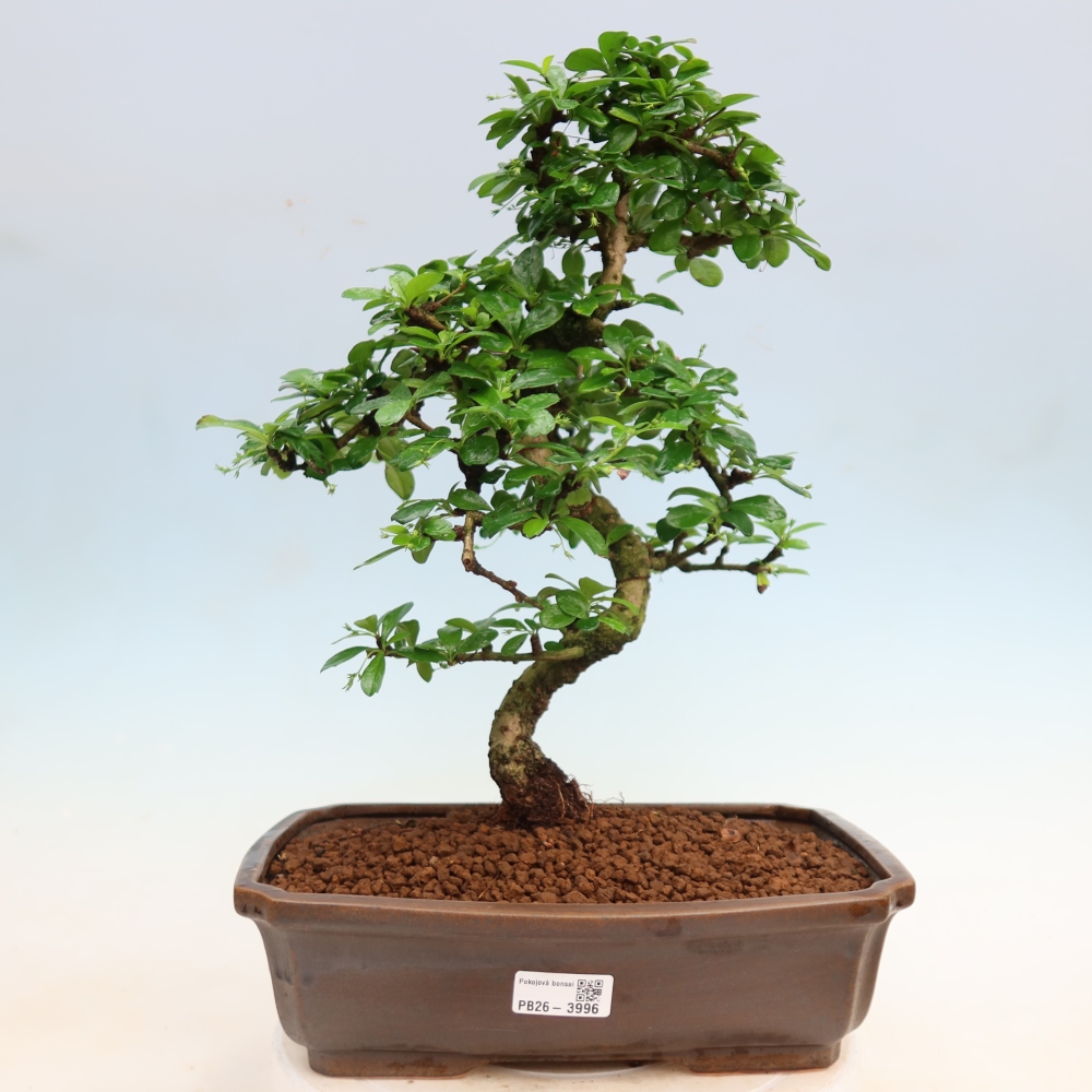 Kamerbonsai - Carmona macrophylla - Thee fuki