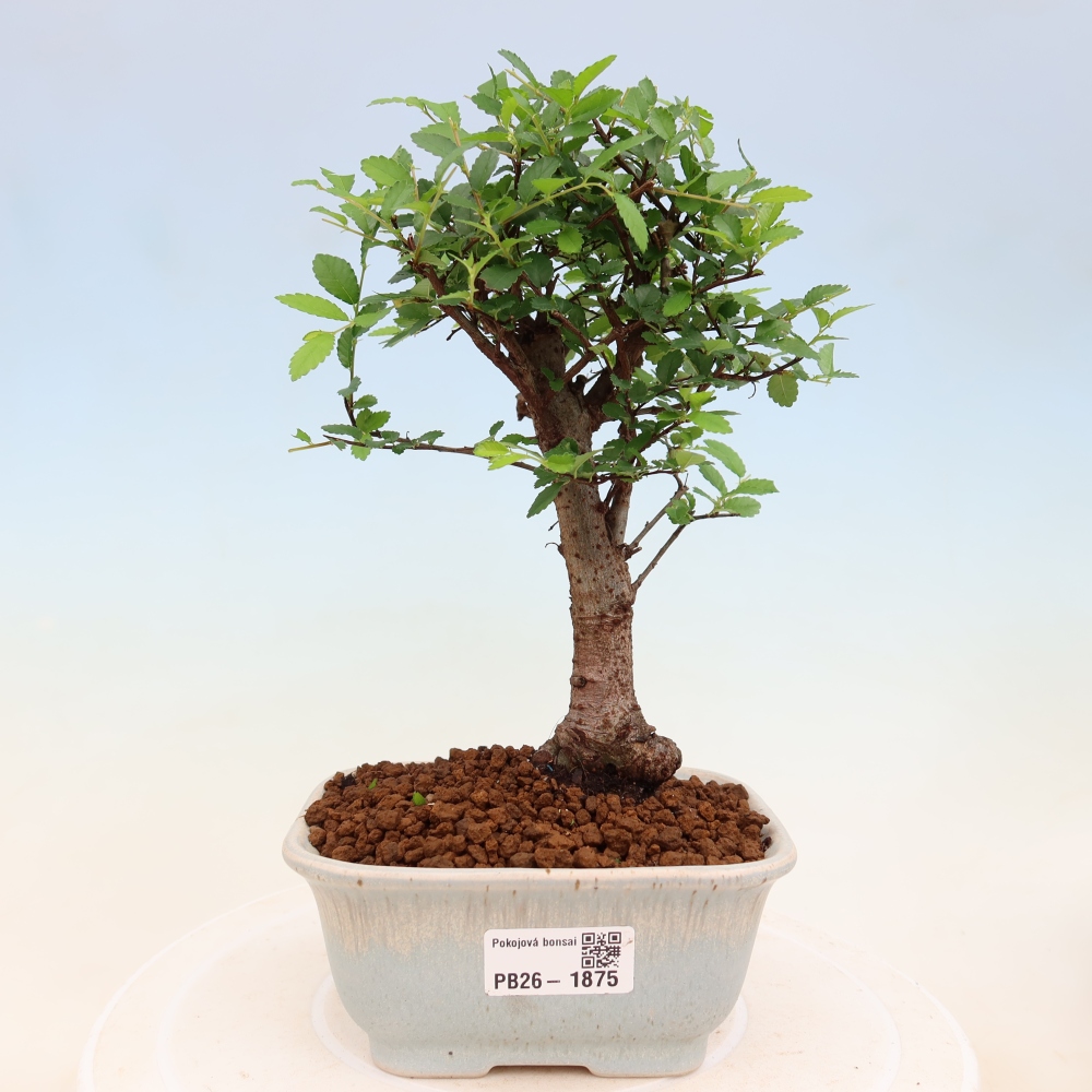 Kamerbonsai - Ulmus parvifolia - Winteriep