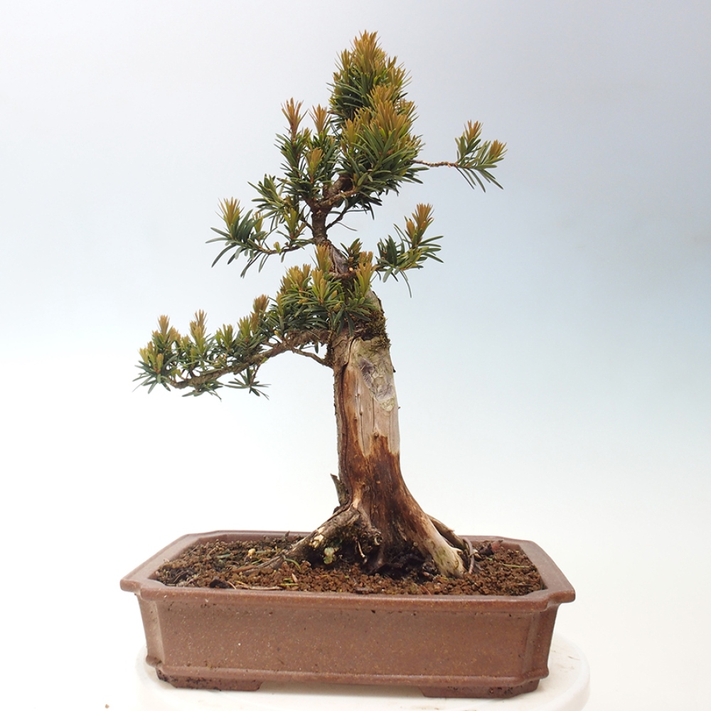 Bonsai voor buiten - Taxus cuspidata - Japanse Taxus