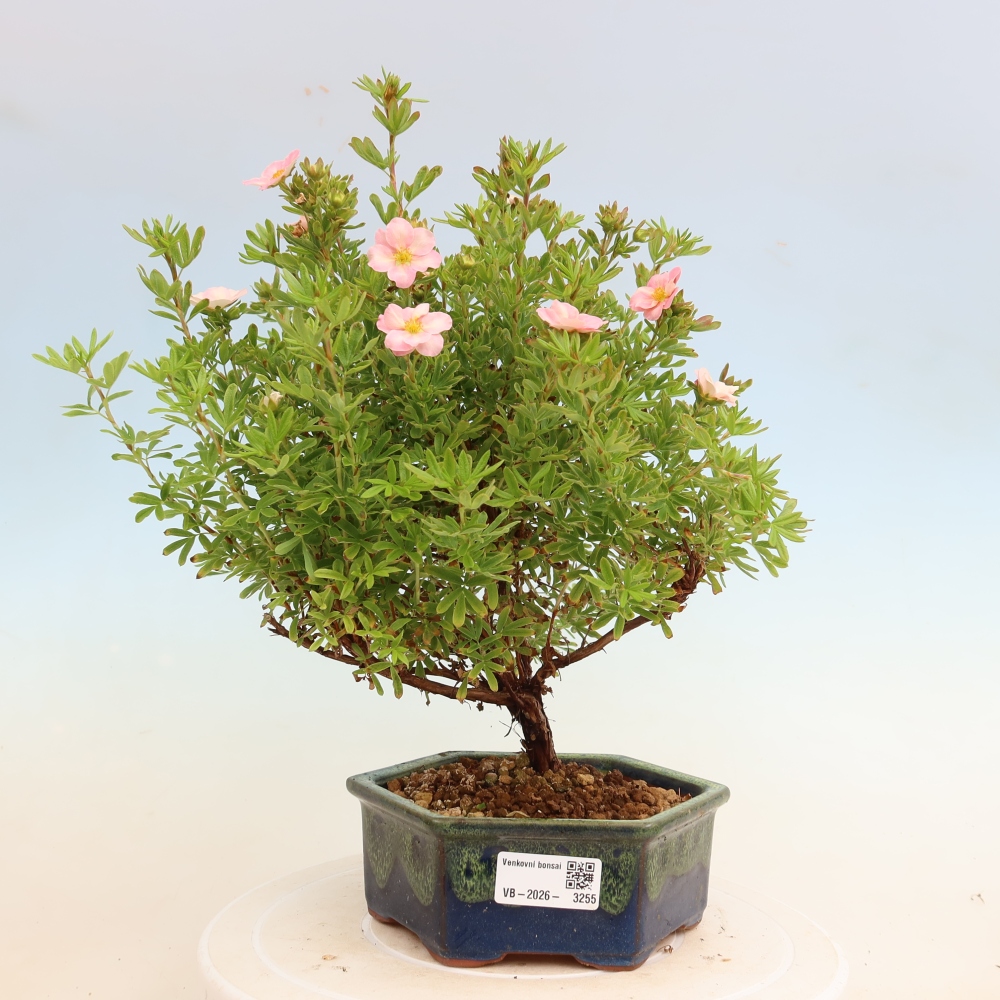 Buitenbonsai – Struikachtige potentilla – Potentilla fruticosa Bellissima
