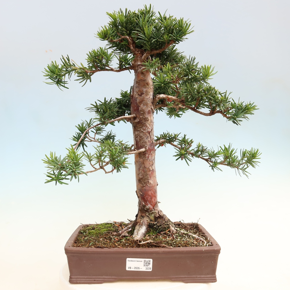 Bonsai voor buiten - Taxus cuspidata - Japanse Taxus