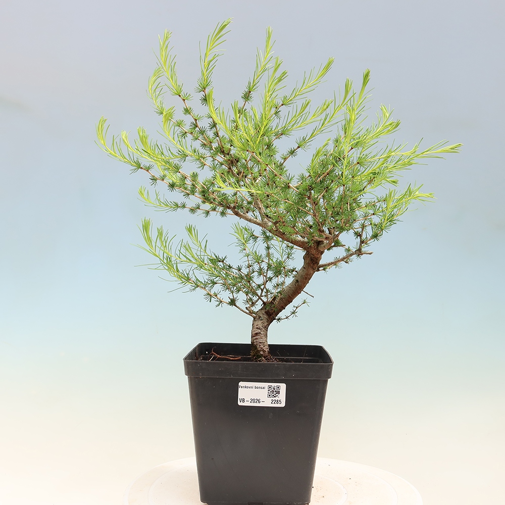 Bonsai voor buiten -Larix decidua - Lariks