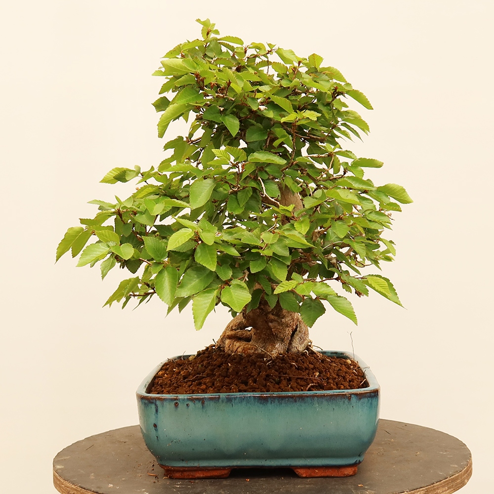 Bonsai voor buiten -Carpinus Coreana - Koreaanse haagbeuk