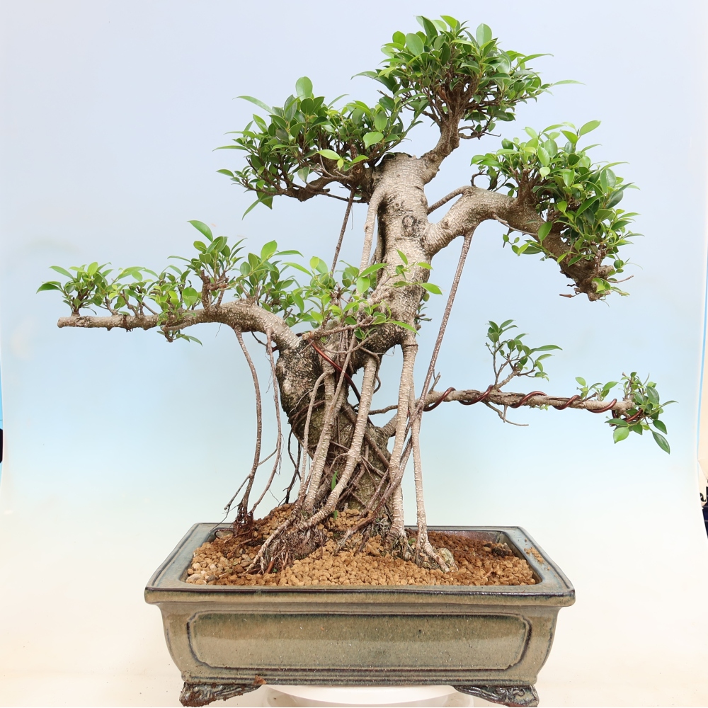 Kamerbonsai - Ficus kimmen - kleinbladige ficus