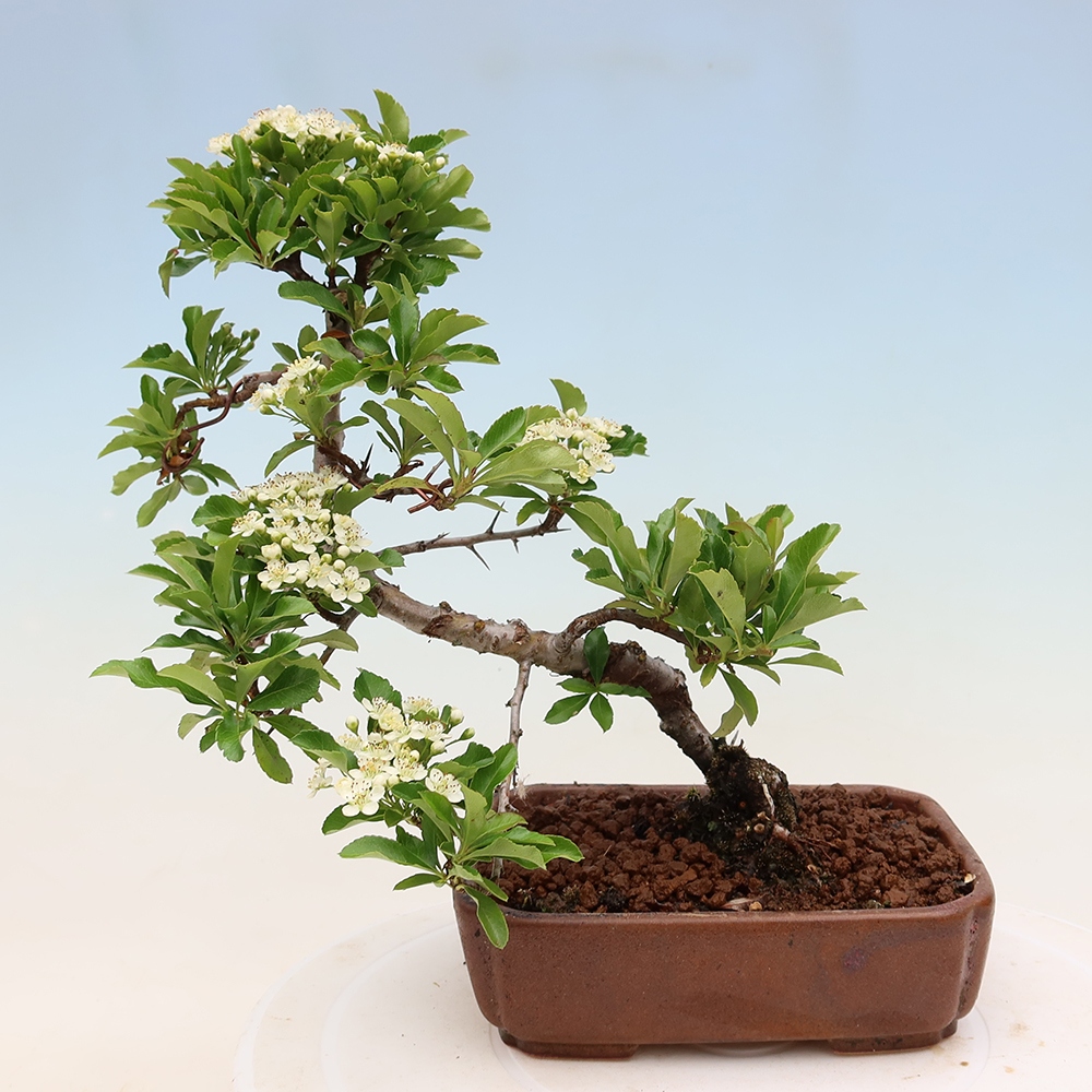 Buitenbonsai - Pyracantha teton - Vuurdoorn
