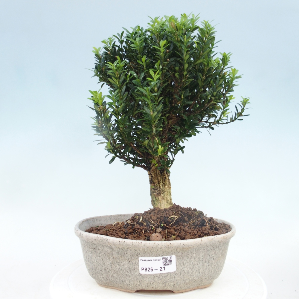 Kamerbonsai - Buxus harlandii - kurk buxus
