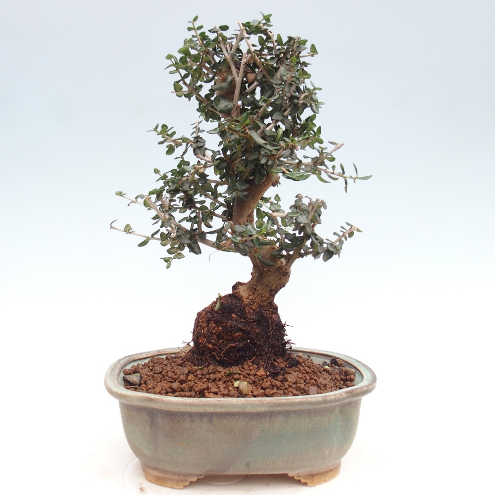 Bonsai voor binnen - Olea europaea sylvestris