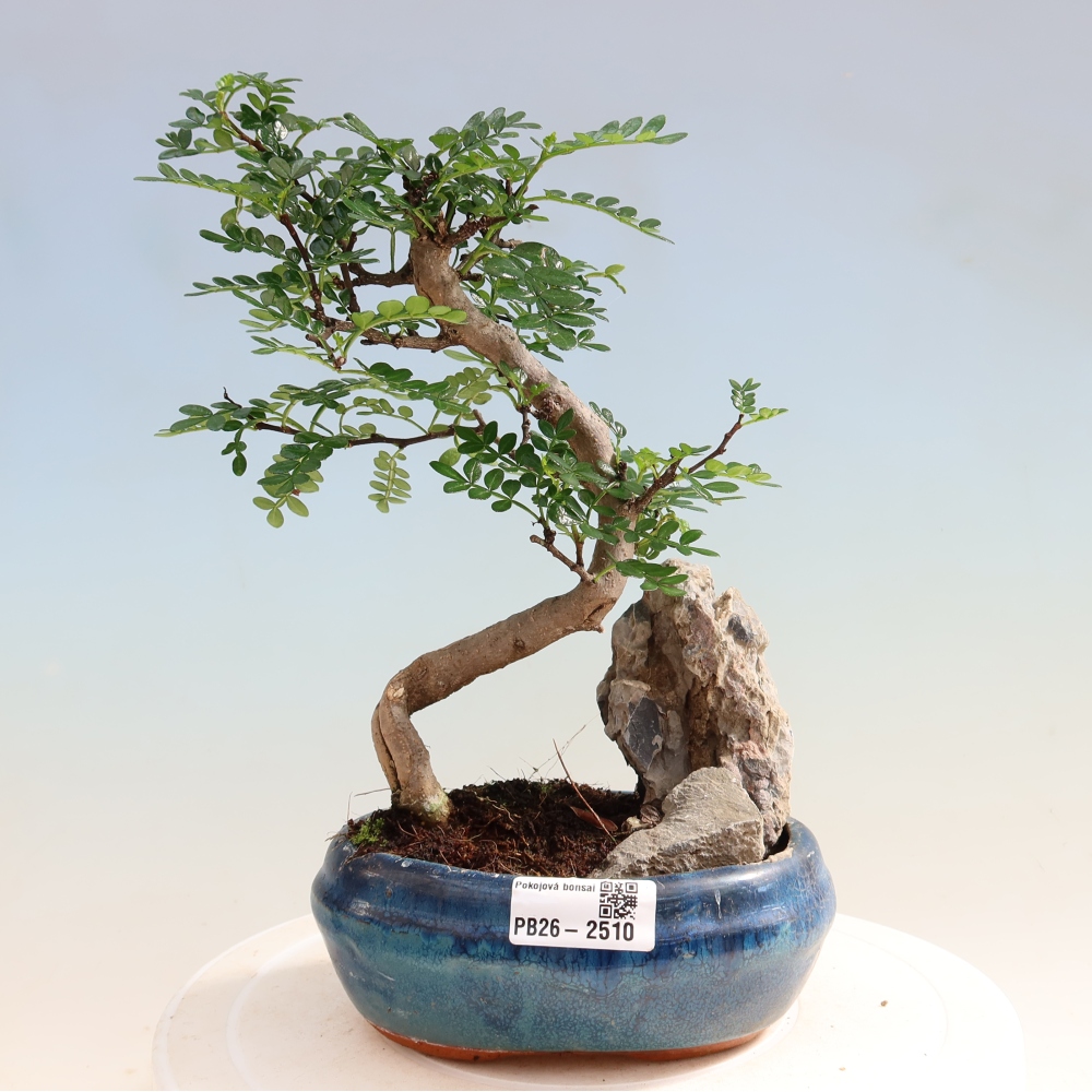 Kamerbonsai - Zantoxylum piperitum - peperboom