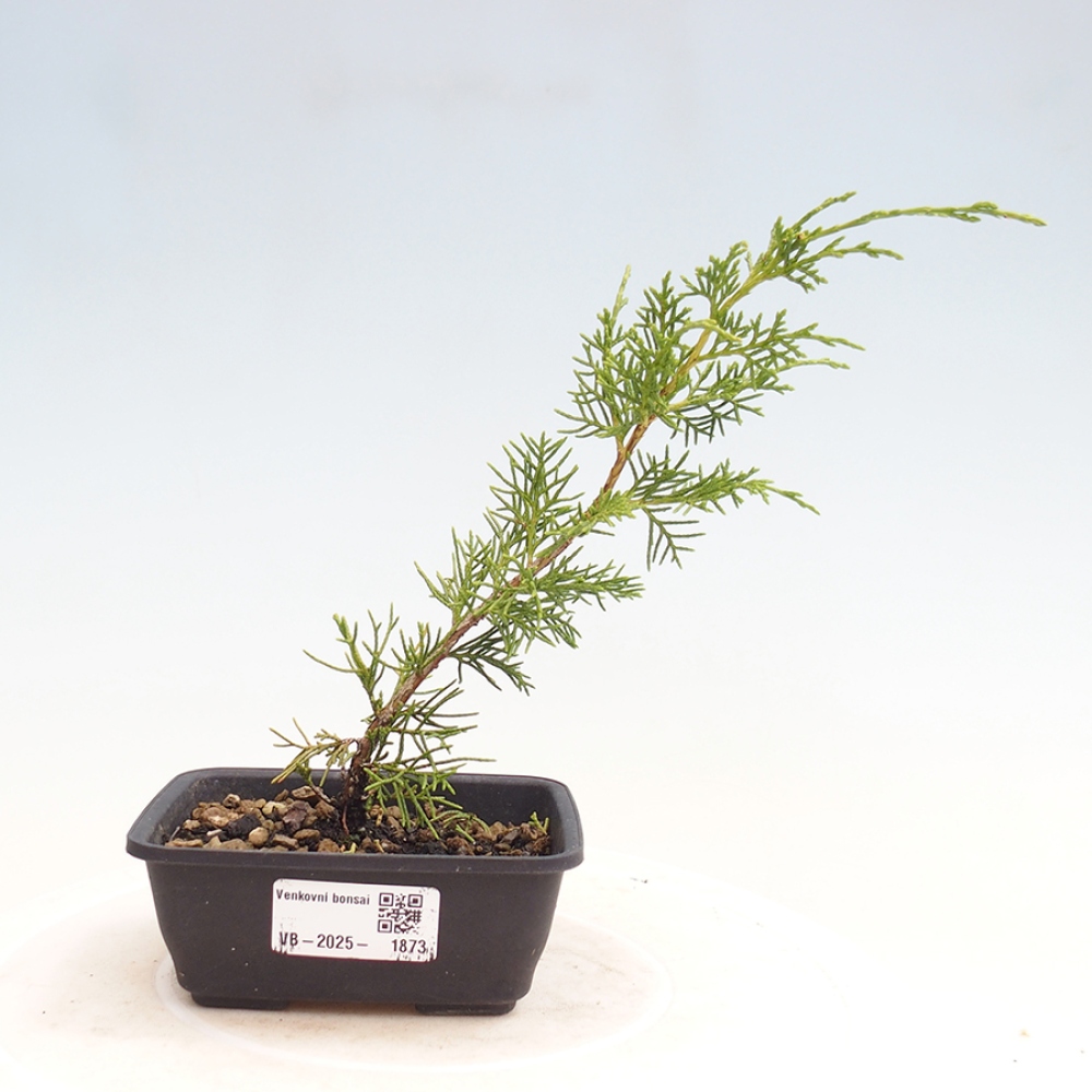 Bonsai voor buiten - Juniperus chinensis Itoigawa
